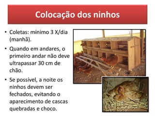 Colocação dos ninhos
• Coletas: mínimo 3 X/dia
(manhã).
• Quando em andares, o
primeiro andar não deve
ultrapassar 30 cm de
chão.
• Se possível, a noite os
ninhos devem ser
fechados, evitando o
aparecimento de cascas
quebradas e choco.
 