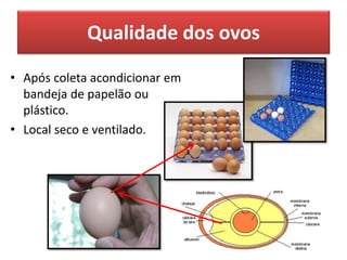 Qualidade dos ovos
• Após coleta acondicionar em
bandeja de papelão ou
plástico.
• Local seco e ventilado.
 