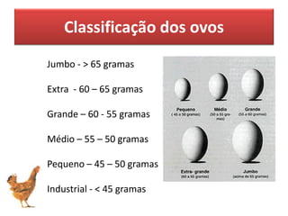 Jumbo - > 65 gramas
Extra - 60 – 65 gramas
Grande – 60 - 55 gramas
Médio – 55 – 50 gramas
Pequeno – 45 – 50 gramas
Industrial - < 45 gramas
Classificação dos ovos
 