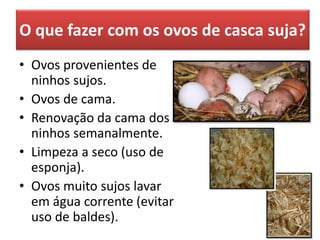 O que fazer com os ovos de casca suja?
• Ovos provenientes de
ninhos sujos.
• Ovos de cama.
• Renovação da cama dos
ninhos semanalmente.
• Limpeza a seco (uso de
esponja).
• Ovos muito sujos lavar
em água corrente (evitar
uso de baldes).
 