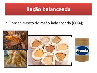 Ração balanceada
• Fornecimento de ração balanceada (80%);
 