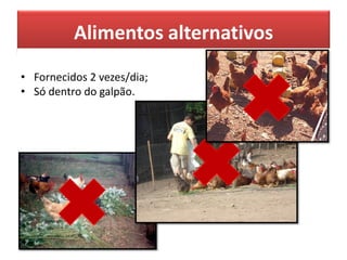 Alimentos alternativos
• Fornecidos 2 vezes/dia;
• Só dentro do galpão.
 