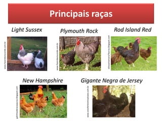 Principais raças
Light Sussex Rod Island Red
New Hampshire
Plymouth Rock
Gigante Negra de Jersey
www.ovosferteismisalviato.com.br
galinhasderacaspuras.blogspot.com
www.fazendavisconde.com.br
sitiosantamaria7barras.blogspot.com
www.fazendavisconde.com.br
 