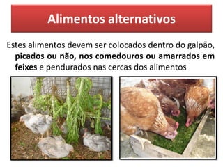 Alimentos alternativos
Estes alimentos devem ser colocados dentro do galpão,
picados ou não, nos comedouros ou amarrados em
feixes e pendurados nas cercas dos alimentos
 
