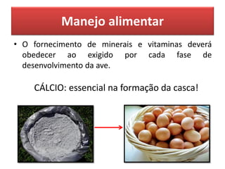 Manejo alimentar
• O fornecimento de minerais e vitaminas deverá
obedecer ao exigido por cada fase de
desenvolvimento da ave.
CÁLCIO: essencial na formação da casca!
 