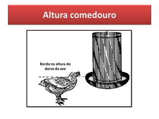 Altura comedouro
 