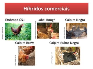 Híbridos comerciais
Embrapa-051 Label Rouge Caipira Negra
Caipira Brow Caipira Rubro Negra
hotsites.cst.embrapa.br
juliolang.blogspot.com
www.asbraer.org.br
www.panoramio.com
www.ovosferteismisalviato.com.br
 