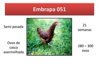 Embrapa 051
Semi pesada
Ovos de
casca
avermelhada
21
semanas
280 – 300
ovos
 
