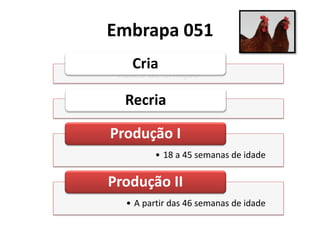 Embrapa 051
Fases de criação
Cria
Recria
• 18 a 45 semanas de idade
Produção I
• A partir das 46 semanas de idade
Produção II
 