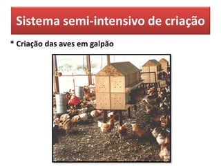 Sistema semi-intensivo de criação
* Criação das aves em galpão
 