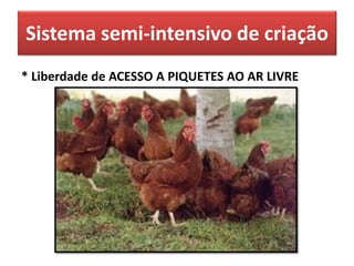 Sistema semi-intensivo de criação
* Liberdade de ACESSO A PIQUETES AO AR LIVRE
 