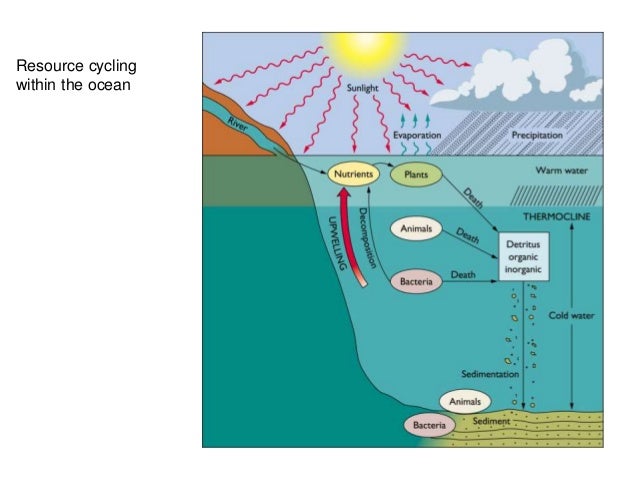 Characteristics Of Ocean Water Worksheet Answers - Worksheet List