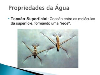    Tensão Superficial : Coesão entre as moléculas
    da superfície, formando uma "rede".
 