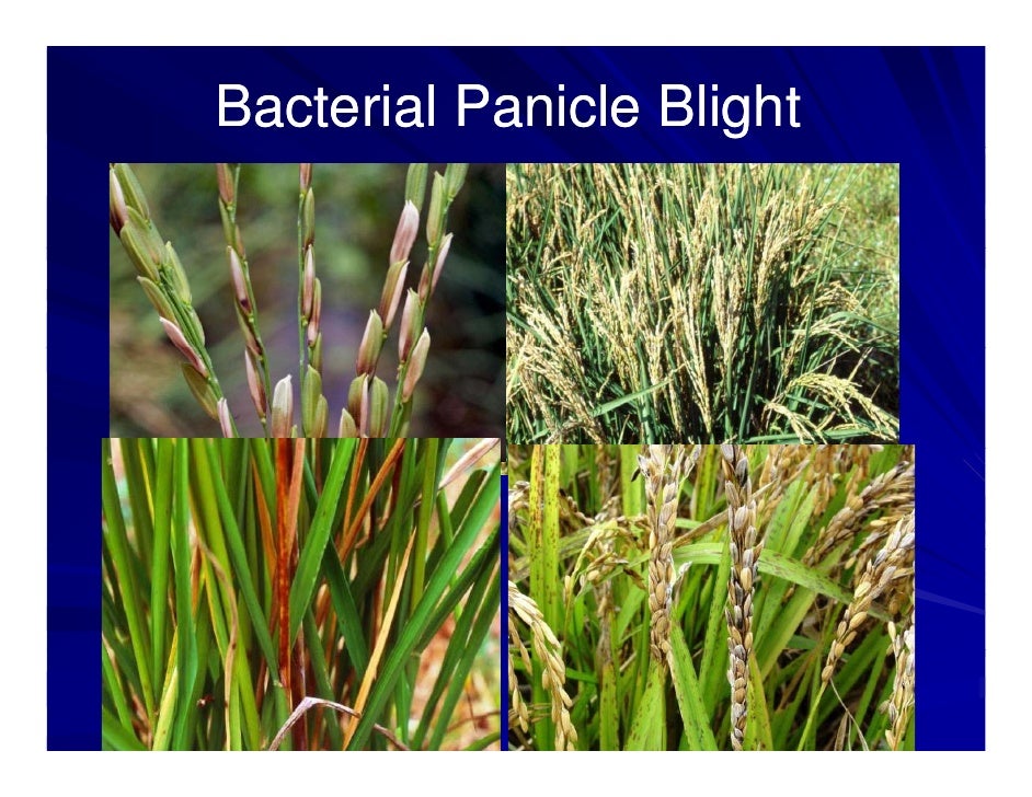 PANICLE BLIGHT, RICE - MALAYSIA: (PENANG)