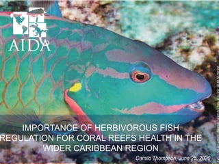 IMPORTANCE OF HERBIVOROUS FISH
REGULATION FOR CORAL REEFS HEALTH IN THE
WIDER CARIBBEAN REGION
Camilo Thompson, June 25, 2020
Parrotfishsemaphore(Sparisomaviride).Foto:Actor212_CCBY-NC-ND2.0
 
