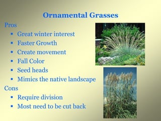 Ornamental Grasses
Pros
   Great winter interest
   Faster Growth
   Create movement
   Fall Color
   S dh d
     Seed heads
   Mimics the native landscape
Cons
   Require division
   Most need to b cut b k
             d be       back
 