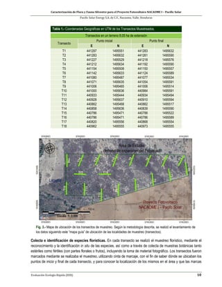 Caracterización de Flora y Fauna Silvestre para el Proyecto Fotovoltaico NACAOME I – Pacific Solar
Pacific Solar Energy S.A. de C.V., Nacaome, Valle; Honduras
Evaluación Ecología Rápida (EER) 10
Tabla 1.- Coordenadas Geográficas en UTM de los Transectos Muestreados.
Transectos en un terreno 8.05 ha de extensión
Transecto
Punto inicial Punto final
E N E N
T1 441297 1495551 441283 1495632
T2 441283 1495632 441261 1495590
T3 441227 1495529 441218 1495576
T4 441212 1495634 441192 1495590
T5 441154 1495508 441150 1495557
T6 441142 1495633 441124 1495589
T7 441080 1495487 441077 1495534
T8 441071 1495635 441054 1495591
T9 441006 1495465 441006 1495514
T10 441000 1495636 440984 1495591
T11 440933 1495444 440934 1495494
T12 440928 1495637 440910 1495594
T13 440862 1495468 440862 1495517
T14 440858 1495636 440839 1495590
T15 440786 1495471 440788 1495522
T16 440786 1495471 440786 1495589
T17 440820 1495556 440868 1495554
T18 440962 1495555 440973 1495555
Fig. 3.- Mapa de ubicación de los transectos de muestreo. Según la metodología descrita, se realizó el levantamiento de
los datos siguiendo este “mapa guía” de ubicación de las localidades de muestreo (transectos).
Colecta e identificación de especies florísticas. En cada transecto se realizó el muestreo florístico, mediante el
reconocimiento y la identificación in situ de las especies, así como a través de colecta de muestras botánicas tanto
estériles como fértiles (con partes florales o frutos), incluyendo la toma de material fotográfico. Los transectos fueron
marcados mediante se realizaba el muestreo, utilizando cinta de marcaje, con el fin de saber dónde se ubicaban los
puntos de inicio y final de cada transecto, y para conocer la localización de los mismos en el área y que las marcas
 