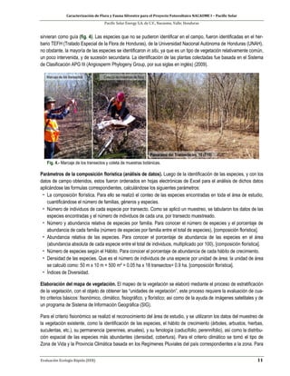 Caracterización de Flora y Fauna Silvestre para el Proyecto Fotovoltaico NACAOME I – Pacific Solar
Pacific Solar Energy S.A. de C.V., Nacaome, Valle; Honduras
Evaluación Ecología Rápida (EER) 11
sirvieran como guía (fig. 4). Las especies que no se pudieron identificar en el campo, fueron identificadas en el her-
bario TEFH (Tratado Especial de la Flora de Honduras), de la Universidad Nacional Autónoma de Honduras (UNAH),
no obstante, la mayoría de las especies se identificaron in situ, ya que es un tipo de vegetación relativamente común,
un poco intervenida, y de sucesión secundaria. La identificación de las plantas colectadas fue basada en el Sistema
de Clasificación APG III (Angiosperm Phylogeny Group, por sus siglas en inglés) (2009).
Fig. 4.- Marcaje de los transectos y coleta de muestras botánicas.
Parámetros de la composición florística (análisis de datos). Luego de la identificación de las especies, y con los
datos de campo obtenidos, estos fueron ordenados en hojas electrónicas de Excel para el análisis de dichos datos
aplicándose las formulas correspondientes, calculándose los siguientes parámetros:
• La composición florística. Para ello se realizó el conteo de las especies encontradas en toda el área de estudio,
cuantificándose el número de familias, géneros y especies.
• Número de individuos de cada especie por transecto. Como se aplicó un muestreo, se tabularon los datos de las
especies encontradas y el número de individuos de cada una, por transecto muestreado.
• Número y abundancia relativa de especies por familia. Para conocer el número de especies y el porcentaje de
abundancia de cada familia (número de especies por familia entre el total de especies), [composición florística].
• Abundancia relativa de las especies. Para conocer el porcentaje de abundancia de las especies en el área
(abundancia absoluta de cada especie entre el total de individuos, multiplicado por 100), [composición florística].
• Número de especies según el Hábito. Para conocer el porcentaje de abundancia de cada hábito de crecimiento.
• Densidad de las especies. Que es el número de individuos de una especie por unidad de área; la unidad de área
se calculó como: 50 m x 10 m = 500 m² = 0.05 ha x 18 transectos= 0.9 ha. [composición florística].
• Índices de Diversidad.
Elaboración del mapa de vegetación. El mapeo de la vegetación se elaboró mediante el proceso de estratificación
de la vegetación, con el objeto de obtener las “unidades de vegetación”, este proceso requiere la evaluación de cua-
tro criterios básicos: fisonómico, climático, fisiográfico, y florístico; así como de la ayuda de imágenes satelitales y de
un programa de Sistema de Información Geográfica (SIG).
Para el criterio fisionómico se realizó el reconocimiento del área de estudio, y se utilizaron los datos del muestreo de
la vegetación existente, como la identificación de las especies, el hábito de crecimiento (árboles, arbustos, hierbas,
suculentas, etc.), su permanencia (perennes, anuales), y su fenología (caducifolio, perennifolio), así como la distribu-
ción espacial de las especies más abundantes (densidad, cobertura). Para el criterio climático se tomó el tipo de
Zona de Vida y la Provincia Climática basada en los Regímenes Pluviales del país correspondientes a la zona. Para
 