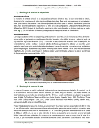 Caracterización de Flora y Fauna Silvestre para el Proyecto Fotovoltaico NACAOME I – Pacific Solar
Pacific Solar Energy S.A. de C.V., Nacaome, Valle; Honduras
Evaluación Ecología Rápida (EER) 13
c) Metodología de muestreo de herpetofauna
Monitoreo de anfibios
El monitoreo de anfibios consistió en la realización de caminatas durante el día y la noche en el área de estudio,
donde se revisó minuciosamente todos los microhábitats disponibles. Cada punto fue muestreado por una sola per-
sona, quien capturo directamente a los distintos ejemplares de anfibios para su posterior identificación y toma de
datos. Para la identificación de los especímenes se utilizó la Guía de Campo de los Anfibios de Honduras (McCranie
& Castañeda, 2007). Después de identificar los especímenes éstos fueron liberados en el mismo punto que se captu-
raron (fig. 6). Una vez realizada la identificación se procedió a investigar su estado de conservación.
Monitoreo de reptiles
Las búsquedas de los reptiles se realizaron siguiendo los mismos recorridos para el monitoreo de anfibios. El monito-
reo de reptiles se llevó a cabo en condiciones ambientales favorables (días cálidos, sin viento y soleados), a pie y a
baja velocidad según Gent & Gibson (2003). La búsqueda se efectuó mediante el rastreo activo de ejemplares, le-
vantando troncos caídos y piedras, y revisando todo tipo de fisuras y grietas en los árboles. Los recorridos fueron
realizados por el observador anotando todos los ejemplares, e intentando manipular los organismos con ayuda de un
gancho herpetológico, las especies que pudieron ser manipuladas fueron medidas y se le tomó una serie de datos
importantes, las serpientes encontradas en el sitio de estudio fueron identificadas utilizando las claves taxonómicas
de Serpientes de Centroamérica (Kohler, 2003).
Fig. 6.- Monitoreo de Herpetofauna y toma de datos de los individuos encontrados.
d) Metodología de muestreo de aves
La observación de aves se realizó mediante la implementación de dos métodos estandarizados de muestreo, con el
fin de optimizar los resultados dentro del área estudiada: por conteo por punto aleatorio y por mapeo territorial. La
observación de aves se realizó con binoculares de 10 x 42 mm, y para la identificación se utilizaron las guías de
aves: A Guide To The Birds of Mexico and Northern Central America (Howell y Webb, 1995), The Birds of Costa
Rica: A Field Guide (Garrigues y Dean, 2007), y Field Guide to the Birds of North America (Dunn y Alderfer, 2006),
además se incluyó la toma de material fotográfico.
Para el método de conteo por punto aleatorio, se seleccionaron 10 puntos al azar con aproximadamente 350 m entre
sí, con el fin de que las aves observadas no fueran sobreestimadas, ya que las aves se movilizan con rapidez, este
método fue repetido durante todas las mañanas de 5:30 a.m. a 10:30 a.m. y se repitió durante las horas de las tardes
de 4:00 p.m. a 6:00 p.m., ya que en estos intervalos de tiempo es cuando las aves presentan la mayor actividad
debido a las condiciones ambientales. En cada punto de muestreo se procuró tener un campo visual de unos 30 m
de radio, lo que maximiza los resultados al momento de hacer el conteo. Se identificó cada una de las aves, obser-
 