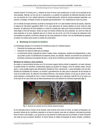 Caracterización de Flora y Fauna Silvestre para el Proyecto Fotovoltaico NACAOME I – Pacific Solar
Pacific Solar Energy S.A. de C.V., Nacaome, Valle; Honduras
Evaluación Ecología Rápida (EER) 14
vándose durante 10 minutos (min), y tratando de hacer el menor ruido posible para no incidir con la actividad de las
aves pasadas. Además, se hizo uso de un reproductor y un parlarte con grabación de diferentes llamados de aves
con una duración de 2 min, método adicional a la simple observación, donde los machos presentes responden y se
acercan a investigar, al finalizar el audio se esperaba aproximadamente 1 min, repitiéndose en todos los puntos.
Con el método de mapeo territorial, se dividió en transeptos de 50 m en cada hectárea del área de estudio, utilizando
el sistema de información geográfica QGIS 2.12.0, para seleccionar de manera aleatoria el punto inicial de cada
transecto. Se seleccionó de forma aleatoria un rumbo de compás para cada punto inicial caminando en forma lineal
hasta llegar al final del transecto, donde se buscó de manera intensiva las aves presentes, así como los nidos de
aves presentes en la zona, repitiendo esto por lo menos una vez al día, con el fin de evaluar las relaciones entre
comunidades de plantas y el territorio utilizado por las aves presentes en el área. Una vez identificadas las especies
se realizó una revisión para conocer su estado de conservación.
e) Metodología de muestreo de mamíferos
La metodología utilizada en el monitoreo de mamíferos se basó en 4 métodos básicos:
• Colocación de trampas para roedores,
• Colocación de redes de niebla para murciélagos,
• La observación directa, búsqueda de rastros: huellas, heces, madrigueras, senderos de desplazamiento, y otros
que pueden ayudar a la identificación de especies (olores, por ejemplo). Además, se entrevistó (sin protocolo de
entrevista) a personas conocedoras del área, a cerca de los mamíferos que han podido observar en la zona.
Monitoreo de roedores y otros mamíferos
Se realizó un reconocimiento del área con el fin de buscar lugares óptimos donde la vegetación y el suelo indicaran
el posible tránsito de mamíferos, localizándose lugares que pueden ser refugios, como ser árboles caídos, troncos
secos, y otros posibles lugares para alimentación (árboles en fruto), reproducción, u otras actividades. Una vez iden-
tificados las localidades de muestreo, se procedió a georreferenciar los sitios para la colocación de las trampas en
horas de la tarde-noche. Se utilizaron dos trampas Sherman y dos trampas Havahar, en las que se colocó un atra-
yente (sardinas o mantequilla de maní), y fueron monitoreadas luego de su colocación cada 60 min en la noche y en
el día cada 30 min para evitar que las altas temperaturas de la zona dañaran los individuos capturados (fig. 7).
Fig. 7.- Monitoreo de roedores de forma indirecta utilizando trampas.
En los intervalos entre la revisión de las trampas, tanto durante el día como en noche, se realizó la búsqueda y ob-
servación directa de los mamíferos presentes en el área de estudio, para esto se realizaron caminatas procurando
hacer el menor ruido posible, y con ayuda de luz roja (durante la noche) para que los animales no fueran ahuyenta-
dos antes de que se pudieran identificar. Al mismo tiempo se realizó la búsqueda de rastros (huellas, comederos,
 