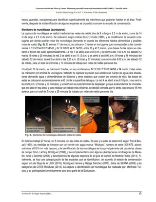 Caracterización de Flora y Fauna Silvestre para el Proyecto Fotovoltaico NACAOME I – Pacific Solar
Pacific Solar Energy S.A. de C.V., Nacaome, Valle; Honduras
Evaluación Ecología Rápida (EER) 15
heces, guaridas, rascaderos) para identificar superficialmente los mamíferos que pudieran habitar en el área. Final-
mente, después de la identificación de algunas especies se procedió a conocer su estado de conservación.
Monitoreo de murciélagos (quirópteros)
La captura de murciélagos se realizó mediante tres redes de niebla, dos de 9 m largo x 2.5 m de ancho, y una de 14
m de largo x 2.5 m de ancho. Se colocaron según indican Kunz y Kurta (1988), y se modificaron de acuerdo a los
lugares por donde podrían volar los murciélagos (tomando en cuenta los diferentes hábitos alimenticios y posibles
rutas de vuelo) (fig. 8). El viernes 11 de marzo, se colocaron 3 redes en los lugares que corresponden a las coorde-
nadas N 13.52734 W 87.54543, y N 13.52625 W 87.54700, entre 35 y 47.5 msnm, y las bases de las redes se colo-
caron a 60 cm del suelo aproximadamente. La red 1 se abrió a las 9:35 p.m. y se cerró a las 7:00 a.m. del sábado 12
marzo (9 horas y 25 minutos); la red 2 se abrió a las 10:12 p.m. y se cerró a las 8:00 a.m. (9 horas y 48 minutos) del
sábado 12 de marzo; la red 3 se abrió a las 2:23 a.m. (5 horas y 37 minutos) y se cerró a las 8:00 a.m. del sábado 12
de marzo, para un total de 24 horas y 10 minutos de trabajo con redes de niebla para ese día.
El sábado 12 de marzo, se colocaron 2 redes, en las coordenadas: N 13.52617 W 87.54998 a 34 msnm. Estas redes
se colocaron por encima de una laguna, tratando de capturar especies que utilizan ese cuerpo de agua para abaste-
cerse (tomando agua o alimentándose de dípteros y otros insectos que vuelan por encima de ella), las bases de
estas se colocaron aproximadamente a 60 cm de la superficie del agua. La red 4 se abrió a las 6:10 p.m. y se cerró a
las 8:20 p.m. (2 horas y 10 minutos), y la red 5 no se pudo terminar de desplegar, ya que la abundancia de murciéla-
gos era alta en esa área, y para realizar un trabajo más eficiente, se decidió cerrarla, por lo tanto, solo estuvo 45 min
abierta, para un total de 2 horas y 55 minutos de trabajo con redes de niebla para ese día.
Fig. 8.- Monitoreo de murciélagos utilizando redes de niebla.
En total se trabajó 27 horas con 5 minutos con las redes de niebla. El sexo y la edad se determinó según Paz & Ben-
zal (1990); las medidas se tomaron con un vernier con aguja marca: “Mitutoyo”, número de serie: 505-675, aproxi-
mándose al 0.01 mm más cercano, y la identificación de los murciélagos se hizo principalmente del uso de las claves
de campo Timm, LaVal y Rodríguez (1999), y se complementaron con algunas descripciones morfológicas de Mede-
llín, Arita y Sánchez (2008) y descripciones de algunas especies de la guía de campo de Medina-Fitoria (2014). Fi-
nalmente, se hizo una categorización de las especies que se identificaron, de acuerdo al estado de conservación
según la Lista Roja de la UICN (2016), Rodríguez Herrera y Radge Sánchez (2015), datos de SERNA (2008) y las
categorías de CITES Honduras (2013). La captura e identificación de murciélagos fue realizada por: Manfredo Tur-
cios, y su participación fue únicamente para esta parte de la Evaluación.
 