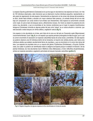 Caracterización de Flora y Fauna Silvestre para el Proyecto Fotovoltaico NACAOME I – Pacific Solar
Pacific Solar Energy S.A. de C.V., Nacaome, Valle; Honduras
Evaluación Ecología Rápida (EER) 17
La especie Opuntia guatemalensis (Cactaceae) es la que les sigue en abundancia a las especies de Acacia, con más
de 100 individuos observados, cabe mencionar que se observaron muchos individuos pequeños, representando un
alto grado de regeneración de esta especie. Generalmente se observaron en las zonas más densas del ecosistema,
es decir, donde había árboles y arbustos con mayor cobertura foliar perenne, y la entrada directa del sol era más
baja (en comparación con zonas donde el sol entraba casi directamente). Esta especie es comúnmente conocida
como nopal, el cual es típico de bosques secos y afloramientos rocosos. Así mismo se observó la presencia de otro
cactus muy abundante, y que se encontraba en las mismas condiciones que el nopal, la especie Acanthocereus
tetragonus (Cactaceae) conocida en algunas partes del país como “pitaya”, es un cactus arbustivo o columnar, que
está asociado a estos bosques con climas cálidos y vegetación caduca (fig. 9).
Una especie no tan abundante en el área, pero típica de la zona sur del país es Crescentia cujete (Bignoniaceae)
comúnmente llamado “jícaro” (fig. 9), es una especie que soporta períodos prolongados de falta de agua, por lo cual
es común encontrarlo en asociación con especies caducifolias típicas de zonas secas y semiáridas. De esta especie
se pudieron observar unos 52 individuos dentro de los transectos, la mayoría eran arboles jóvenes, pero había unos
individuos adultos que estaban peculiarmente llenos de orquídeas, y que se encontraron en la zona más densa del
área. Las especies de orquídeas eran en su mayoría del género Prosthechea (Orchidaceae) y Encyclia (Orchida-
ceae), las cuales no pudieron ser identificadas hasta la categoría de Especie porque no estaban en floración. De las
plantas herbáceas, las más abundantes fueron Waltheria indica (Malvaceae) y Croton reflexifolius (Euphorbiaceae),
ambas son especies asociadas a vegetación perturbada de bosques tropicales caducifolios (grafico 3).
Fig. 9.- Registro fotográfico de algunas especies de flora identificadas en el área de estudio.
 