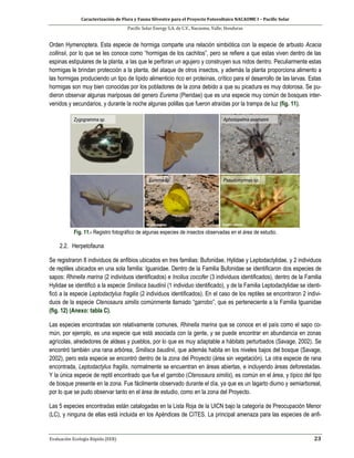 Caracterización de Flora y Fauna Silvestre para el Proyecto Fotovoltaico NACAOME I – Pacific Solar
Pacific Solar Energy S.A. de C.V., Nacaome, Valle; Honduras
Evaluación Ecología Rápida (EER) 23
Orden Hymenoptera. Esta especie de hormiga comparte una relación simbiótica con la especie de arbusto Acacia
collinsii, por lo que se les conoce como “hormigas de los cachitos”, pero se refiere a que estas viven dentro de las
espinas estipulares de la planta, a las que le perforan un agujero y construyen sus nidos dentro. Peculiarmente estas
hormigas le brindan protección a la planta, del ataque de otros insectos, y además la planta proporciona alimento a
las hormigas produciendo un tipo de lípido alimenticio rico en proteínas, crítico para el desarrollo de las larvas. Estas
hormigas son muy bien conocidas por los pobladores de la zona debido a que su picadura es muy dolorosa. Se pu-
dieron observar algunas mariposas del genero Eurema (Pieridae) que es una especie muy común de bosques inter-
venidos y secundarios, y durante la noche algunas polillas que fueron atraídas por la trampa de luz (fig. 11).
Fig. 11.- Registro fotográfico de algunas especies de insectos observadas en el área de estudio.
2.2. Herpetofauna
Se registraron 8 individuos de anfibios ubicados en tres familias: Bufonidae, Hylidae y Leptodactylidae, y 2 individuos
de reptiles ubicados en una sola familia: Iguanidae. Dentro de la Familia Bufonidae se identificaron dos especies de
sapos: Rhinella marina (2 individuos identificados) e Incilius coccifer (3 individuos identificados), dentro de la Familia
Hylidae se identificó a la especie Smilisca baudinii (1 individuo identificado), y de la Familia Leptodactylidae se identi-
ficó a la especie Leptodactylus fragilis (2 individuos identificados). En el caso de los reptiles se encontraron 2 indivi-
duos de la especie Ctenosaura similis comúnmente llamado “garrobo”, que es perteneciente a la Familia Iguanidae
(fig. 12) (Anexo: tabla C).
Las especies encontradas son relativamente comunes, Rhinella marina que se conoce en el país como el sapo co-
mún, por ejemplo, es una especie que está asociada con la gente, y se puede encontrar en abundancia en zonas
agrícolas, alrededores de aldeas y pueblos, por lo que es muy adaptable a hábitats perturbados (Savage, 2002). Se
encontró también una rana arbórea, Smilisca baudinii, que además habita en los niveles bajos del bosque (Savage,
2002), pero esta especie se encontró dentro de la zona del Proyecto (área sin vegetación). La otra especie de rana
encontrada, Leptodactylus fragilis, normalmente se encuentran en áreas abiertas, e incluyendo áreas deforestadas.
Y la única especie de reptil encontrado que fue el garrobo (Ctenosaura similis), es común en el área, y típico del tipo
de bosque presente en la zona. Fue fácilmente observado durante el día, ya que es un lagarto diurno y semiarboreal,
por lo que se pudo observar tanto en el área de estudio, como en la zona del Proyecto.
Las 5 especies encontradas están catalogadas en la Lista Roja de la UICN bajo la categoría de Preocupación Menor
(LC), y ninguna de ellas está incluida en los Apéndices de CITES. La principal amenaza para las especies de anfi-
 