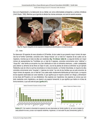 Caracterización de Flora y Fauna Silvestre para el Proyecto Fotovoltaico NACAOME I – Pacific Solar
Pacific Solar Energy S.A. de C.V., Nacaome, Valle; Honduras
Evaluación Ecología Rápida (EER) 24
bios es la fragmentación y la destrucción de su hábitat, así como enfermedades emergentes y cambios climáticos
(Vial & Saylor, 1993). Mientras que al garrobo le afectan las mismas amenazas, así como la cacería excesiva.
Fig. 12.- Registro fotográfico de las especies de herpetofauna identificadas en el área de estudio.
2.3. Aves
Se observaron 38 especies de aves ubicados en 20 familias, de las cuales la que presento mayor número de espe-
cies fue la Familia Tyrannidae, conocidos como “atrapa moscas” con un total de 7 especies de las cuales una es
migratoria, mientras que el resto de ellas son residentes (fig. 13) (Anexo: tabla D). La segunda familia con mayor
número de representantes fue Trochilidae con un total de 4 especies, conocidos comúnmente como “colibríes” o
“chupa flor”, esta familia se encuentra muy bien distribuida en todo el continente americano, y están coadaptados
para obtener su alimento de las flores sin dejar el vuelo, una de las plantas de donde se alimentan es por ejemplo
Pedilanthus (pie de niño) la cual fue encontrada en el área de estudio. La Familia Columbidae, la mayoría de ellos
conocidos comúnmente como “turquitas” o “palomas de monte”, fue otra de las familias que se pudo encontrar de
mayor número de especies, con un total de 5, las cuales están ampliamente distribuidas por todo el país. La mayoría
de las especies observadas son aves resientes, lo que significa que la mayoría cuentan con refugio y alimentación
en las áreas del Proyecto y en sus alrededores. Dos especies son migratorias; tres especies se conoce que son
tanto residentes como migratorias y se observó una especie transeúnte, lo que significa que habita en el área de
forma transitoria, o que solo está de paso (grafico 6-7).
Grafico 6-7.- Se muestra la diversidad de especies de aves observadas por familia (grafico 6); así como el estado de
cada población de aves, ya sea si son especies residentes, migratorias, o si solo están de paso (transeúntes) (grafico 7).
 