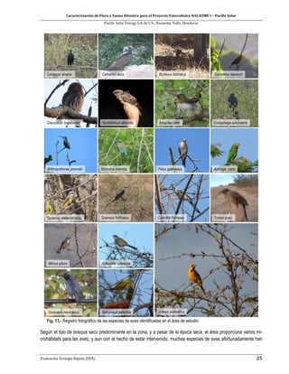 Caracterización de Flora y Fauna Silvestre para el Proyecto Fotovoltaico NACAOME I – Pacific Solar
Pacific Solar Energy S.A. de C.V., Nacaome, Valle; Honduras
Evaluación Ecología Rápida (EER) 25
Fig. 13.- Registro fotográfico de las especies de aves identificadas en el área de estudio.
Según el tipo de bosque seco predominante en la zona, y a pesar de la época seca, el área proporciona varios mi-
crohábitats para las aves; y aun con el hecho de estar intervenido, muchas especies de aves afortunadamente han
 