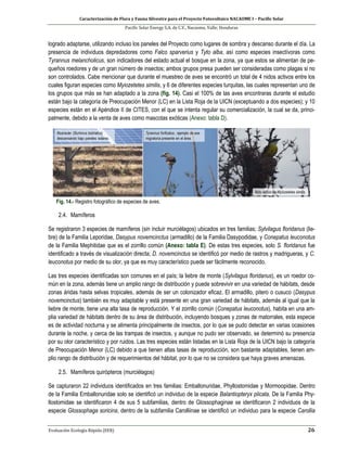 Caracterización de Flora y Fauna Silvestre para el Proyecto Fotovoltaico NACAOME I – Pacific Solar
Pacific Solar Energy S.A. de C.V., Nacaome, Valle; Honduras
Evaluación Ecología Rápida (EER) 26
logrado adaptarse, utilizando incluso los paneles del Proyecto como lugares de sombra y descanso durante el día. La
presencia de individuos depredadores como Falco sparverius y Tyto alba, así como especies insectívoras como
Tyrannus melancholicus, son indicadores del estado actual el bosque en la zona, ya que estos se alimentan de pe-
queños roedores y de un gran número de insectos; ambos grupos presa pueden ser consideradas como plagas si no
son controlados. Cabe mencionar que durante el muestreo de aves se encontró un total de 4 nidos activos entre los
cuales figuran especies como Myiozetetes similis, y 6 de diferentes especies turquitas, las cuales representan uno de
los grupos que más se han adaptado a la zona (fig. 14). Casi el 100% de las aves encontraras durante el estudio
están bajo la categoría de Preocupación Menor (LC) en la Lista Roja de la UICN (exceptuando a dos especies); y 10
especies están en el Apéndice II de CITES, con el que se intenta regular su comercialización, la cual se da, princi-
palmente, debido a la venta de aves como mascotas exóticas (Anexo: tabla D).
Fig. 14.- Registro fotográfico de especies de aves.
2.4. Mamíferos
Se registraron 3 especies de mamíferos (sin incluir murciélagos) ubicados en tres familias; Sylvilagus floridanus (lie-
bre) de la Familia Leporidae, Dasypus novemcinctus (armadillo) de la Familia Dasypodidae, y Conepatus leuconotus
de la Familia Mephitidae que es el zorrillo común (Anexo: tabla E). De estas tres especies, solo S. floridanus fue
identificado a través de visualización directa; D. novemcinctus se identificó por medio de rastros y madrigueras, y C.
leuconotus por medio de su olor, ya que es muy característico puede ser fácilmente reconocido.
Las tres especies identificadas son comunes en el país; la liebre de monte (Sylvilagus floridanus), es un roedor co-
mún en la zona, además tiene un amplio rango de distribución y puede sobrevivir en una variedad de hábitats, desde
zonas áridas hasta selvas tropicales, además de ser un colonizador eficaz. El armadillo, pitero o cusuco (Dasypus
novemcinctus) también es muy adaptable y está presente en una gran variedad de hábitats, además al igual que la
liebre de monte, tiene una alta tasa de reproducción. Y el zorrillo común (Conepatus leuconotus), habita en una am-
plia variedad de hábitats dentro de su área de distribución, incluyendo bosques y zonas de matorrales, esta especie
es de actividad nocturna y se alimenta principalmente de insectos, por lo que se pudo detectar en varias ocasiones
durante la noche, y cerca de las trampas de insectos, y aunque no pudo ser observado, se determinó su presencia
por su olor característico y por ruidos. Las tres especies están listadas en la Lista Roja de la UICN bajo la categoría
de Preocupación Menor (LC) debido a que tienen altas tasas de reproducción, son bastante adaptables, tienen am-
plio rango de distribución y de requerimientos del hábitat, por lo que no se considera que haya graves amenazas.
2.5. Mamíferos quirópteros (murciélagos)
Se capturaron 22 individuos identificados en tres familias: Emballonuridae, Phyllostomidae y Mormoopidae. Dentro
de la Familia Emballonuridae solo se identificó un individuo de la especie Balantiopteryx plicata. De la Familia Phy-
llostomidae se identificaron 4 de sus 5 subfamilias, dentro de Glossophaginae se identificaron 2 individuos de la
especie Glossophaga soricina, dentro de la subfamilia Carolliinae se identificó un individuo para la especie Carollia
 