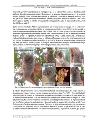 Caracterización de Flora y Fauna Silvestre para el Proyecto Fotovoltaico NACAOME I – Pacific Solar
Pacific Solar Energy S.A. de C.V., Nacaome, Valle; Honduras
Evaluación Ecología Rápida (EER) 27
perspicillata, y una hembra embarazada del mismo género que no se pudo identificar su especie (Calollia sp.), de la
subfamilia Sternodermatinae se identificaron 10 individuos, 4 de la especie Artibeus jamaicensis, y 6 de la especie
Artibeus inopinatus, y de la subfamilia Desmodontinae se identificaron 3 individuos de la especie Desmodus rotun-
dus, y hubo una hembra embarazada de esta misma familia que no se pudo identificar su subfamilia. De la Familia
Mormoopidae se identificó un individuo de la especie Pteronotus personatus, y dos de la especie Pteronotus parnellii
(fig. 15) (Anexo: tabla F).
De las especies encontradas, Artibeus inopinatus es de la que menos se conoce su biología, pero se puede encon-
trar en bosques secos, semideciduos y hábitats de arbustos espinosos (Dolan y Carter, 1979), y ha sido colectada en
redes de niebla puestas sobre fuentes de agua (Davis y Carter, 1964), tal y como se colecto durante el muestreo. Se
encontraron algunas especies relativamente comunes como Artibeus jamaicensis, la cual es la especie más extendi-
da de ese género y se origina en una amplia variedad de hábitats (Ortega y Castro-Arellano, 2001), desde bosques
nublados hasta áreas tropicales secas, incluso en hábitats modificados por humanos. Así como la especie Desmo-
dus rotundus el cual es un murciélago hematófago, es decir que se alimenta de sangre de reptiles, aves y mamífe-
ros, por lo que la amplia distribución de sus víctimas y las posibilidades de atacarlas para alimentarse de su sangre
explica, en parte, su mayor número y amplia distribución geográfica en todo Latinoamérica.
Fig. 15.- Registro fotográfico de algunas especies de murciélagos identificadas en el área de estudio.
El individuo del género Carollia que no pudo identificarse hasta la categoría de Especie, fue porque presentó un
desgaste en sus incisivos inferiores internos, simulando que no tenía, y según Pine (1972) y Timm, LaVal y Rodrí-
guez (1999), para las especies de Centroamérica, es importante la descripción y comparación de estos dientes para
la identificación de las especies. En el caso del individuo que solo se pudo identificar hasta la categoría de Familia
(Phyllostomidae), fue similar al mencionado anteriormente, además de presentar un traslape de algunas característi-
cas (tamaño del antebrazo, formas de las orejas, y disposición de las verrugas del labio inferior) que tanto la Familia
Phyllostominae y Carolliinae las pueden presentar. Por lo tanto, se debió revisar a más individuos de los casos men-
cionados en el área muestreada, para una correcta identificación de las especies, ya que se debe de tomar en cuen-
ta que hay características fundamentales para identificar especies (tamaño y disposición de los dientes, por ejemplo),
 