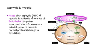 Asphyxia & hypoxia
• Acute birth asphyxia (PNA) 
hypoxia & acidemia  release of
Endothelin 1 (a potent
vasoconstrictor) pulmonary
arterial spasm prevents
normal postnatal change in
circulation.
 