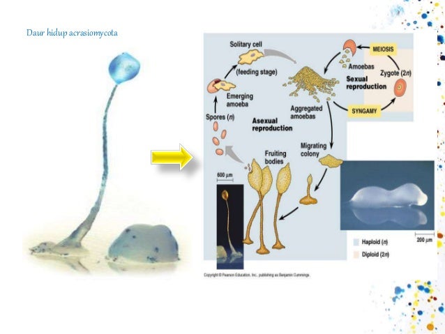 Bab V Kingdom Protista Menyerupai Jamur Sma Negeri 1 Luwuk