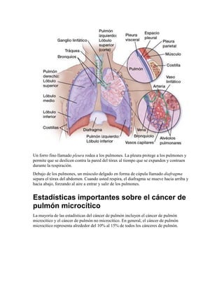 Un forro fino llamado pleura rodea a los pulmones. La pleura protege a los pulmones y
permite que se deslicen contra la pared del tórax al tiempo que se expanden y contraen
durante la respiración.
Debajo de los pulmones, un músculo delgado en forma de cúpula llamado diafragma
separa el tórax del abdomen. Cuando usted respira, el diafragma se mueve hacia arriba y
hacia abajo, forzando al aire a entrar y salir de los pulmones.
Estadísticas importantes sobre el cáncer de
pulmón microcítico
La mayoría de las estadísticas del cáncer de pulmón incluyen el cáncer de pulmón
microcítico y el cáncer de pulmón no microcítico. En general, el cáncer de pulmón
microcítico representa alrededor del 10% al 15% de todos los cánceres de pulmón.
 