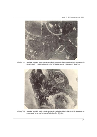 Geología del cuadrángulo de Atico
39
Foto N° 10. Sección delgada de la caliza Tarma, procedente de los afloramientos de las cabe-
ceras de la Q. Lobos, mostrando en su parte central Triticites Sp. A (10 x).
Foto N° 11. Sección delgada de la caliza Tarma, procedente de las cabeceras de la Q. Lobos,
mostrando en su parte central Triticites Sp. A (10 x).
 