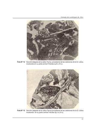 Geología del cuadrángulo de Atico
41
Foto N° 12 Sección delgada de la caliza Tarma, procedente de las cabeceras de la Q. Lobos,
mostrando en su parte central Triticites sp B. (10 x).
Foto N° 13 Sección delgada de la caliza Tarma procedente de las cabeceras de la Q. Lobos
mostrando en su parte central Triticites Sp. A (10 x).
 