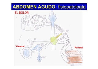 ABDOMEN AGUDO:ABDOMEN AGUDO: fisiopatología
EL DOLOR
Visceral
Parietal
 