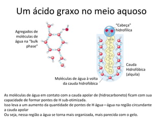 Um ácido graxo no meio aquoso
                                                               “Cabeça”
      Agregados de                                             hidrofílica
      moléculas de
      água na “bulk
            phase”



                                                                     Cauda
                                                                     Hidrofóbica
                                                                     (alquila)
                            Moléculas de água à volta
                                da cauda hidrofóbica

As moléculas de água em contato com a cauda apolar de (hidrocarboneto) ficam com sua
capacidade de formar pontes de H sub-otimizada.
Isso leva a um aumento da quantidade de pontes de H água—água na região circundante
a cauda apolar
Ou seja, nessa região a água se torna mais organizada, mais parecida com o gelo.
 