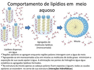 Comportamento de lipídios em meio
                  aquoso




                                   Agregados de                         Micela
                                 moléculas lipídicas
                                  (monocamada)
   Lipídeos dispersos
         em água
Regiões apolares se agregam enquanto regiões polares interagem com a água do meio
Agrupando-se em monocamadas e/ou em micelas as moléculas de ácido graxo minimizam a
exposição de sua cauda apolar à água. A otimização nas pontes de hidrogênio água-água
estabiliza os agregados lipídicos formados.
Na estrutura da micela apenas as cabeças polares ficam expostas á águam, todas as caudas
apolares se escondem no cerne de sua estrutura (interações hidrofóbicas)
 
