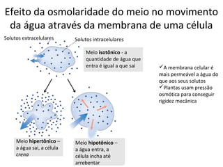 Efeito da osmolaridade do meio no movimento
 da água através da membrana de uma célula
Solutos extracelulares      Solutos intracelulares

                                Meio isotônico - a
                                quantidade de água que
                                entra é igual a que sai   A membrana celular é
                                                          mais permeável a água do
                                                          que aos seus solutos
                                                          Plantas usam pressão
                                                          osmótica para conseguir
                                                          rigidez mecânica




     Meio hipertônico –     Meio hipotônico –
     a água sai, a célula   a água entra, a
     crena                  célula incha até
                            arrebentar
 