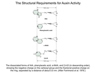 The dissociated forms of IAA, phenylacetic acid, α-NAA, and 2,4-D (in descending order),
showing the negative charge on the carboxyl group and the fractional positive charge on
the ring, separated by a distance of about 0.5 nm. (After Farrimond et al. 1978.)
The Structural Requirements for Auxin Activity
 