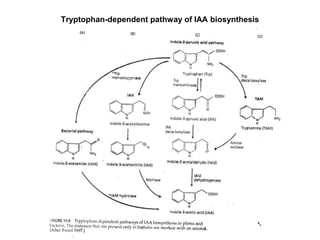 Tryptophan-dependent pathway of IAA biosynthesis
 