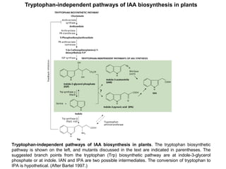 Tryptophan-independent pathways of IAA biosynthesis in plants. The tryptophan biosynthetic
pathway is shown on the left, and mutants discussed in the text are indicated in parentheses. The
suggested branch points from the tryptophan (Trp) biosynthetic pathway are at indole-3-glycerol
phosphate or at indole. IAN and IPA are two possible intermediates. The conversion of tryptophan to
IPA is hypothetical. (After Bartel 1997.)
Tryptophan-independent pathways of IAA biosynthesis in plants
 