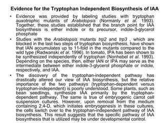 Evidence for the Tryptophan Independent Biosynthesis of IAA
• Evidence was provided by labeling studies with tryptophan
auxotrophic mutants of Arabidopsis (Normanly et al. 1993).
Together, these studies established that the branch point for IAA
biosynthesis is either indole or its precursor, indole-3-glycerol
phosphate
• Studies with the Arabidopsis mutants trp2 and trp3 , which are
blocked in the last two steps of tryptophan biosynthesis, have shown
that IAN accumulates up to 11-fold in the mutants compared to the
wild type (Radwanski et al. 1996). In tomato, IPA has been shown to
be synthesized independently of tryptophan (Nonhebel et al. 1993).
Depending on the species, then, either IAN or IPA may serve as the
intermediate between either indole-3-glycerol phosphate or indole,
respectively, and IAA.
• The discovery of the tryptophan-independent pathway has
drastically altered our view of IAA biosynthesis, but the relative
importance of the two pathways (tryptophan-dependent versus
tryptophan-independent) is poorly understood. Some plants, such as
bean seedlings, synthesize IAA primarily by the tryptophan-
dependent pathway. The same is true of embryogenic carrot cell
suspension cultures. However, upon removal from the medium
containing 2,4-D, which initiates embryogenesis in these cultures,
the cells switch over to the tryptophan-independent pathway of IAA
biosynthesis. This result suggests that the specific pathway of IAA
biosynthesis that is utilized may be under developmental control.
 
