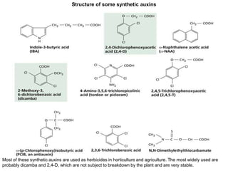 Structure of some synthetic auxins
Most of these synthetic auxins are used as herbicides in horticulture and agriculture. The most widely used are
probably dicamba and 2,4-D, which are not subject to breakdown by the plant and are very stable.
 