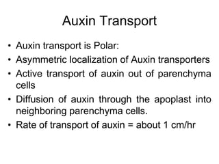 Auxin Transport
• Auxin transport is Polar:
• Asymmetric localization of Auxin transporters
• Active transport of auxin out of parenchyma
cells
• Diffusion of auxin through the apoplast into
neighboring parenchyma cells.
• Rate of transport of auxin = about 1 cm/hr
 