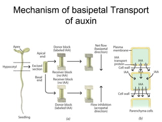 Mechanism of basipetal Transport
of auxin
 