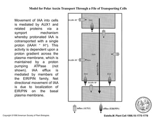 Copyright ©1998 American Society of Plant Biologists Estelle,M. Plant Cell 1998;10:1775-1778
Model for Polar Auxin Transport Through a File of Transporting Cells
Movement of IAA into cells
is mediated by AUX1 and
related proteins via a
symport mechanism
whereby protonated IAA is
cotransported with a single
proton (IAAH + H+). This
activity is dependent upon a
proton gradient across the
plasma membrane, which is
maintained by a proton
pumping ATPase (not
shown). IAA efflux is
mediated by members of
the EIR/PIN family. Net
directional movement of IAA
is due to localization of
EIR/PIN on the basal
plasma membrane.
 