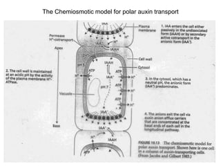 The Chemiosmotic model for polar auxin transport
 