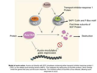 Model of auxin action. Auxins act directly with SCF complexes containing either transport inhibitor response protein 1
(TIR1) or the related auxin-binding factors (ABFs). This catalyses the destruction of Aux/IAA proteins, which directly
inhibit the genes that carry out the auxin response. The inhibitory effect of Aux/IAA is thus relieved, allowing auxin
responses to occur.
Transport-inhibitor-response 1
Protein
SKP1 Cullin and F-Box motif
First three subunits of
SCF Protein
Protein Destruction
 